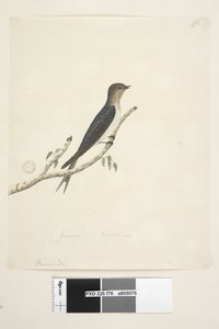 Seite 76. Hirundo. unten in anderer Handschrift Januar Natürliche Größe Willkommen Schwalbe Hirundo neoxena, 1791-92 von Unknown artist