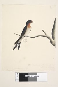 Seite 77. Hirundo. über dem Titel in anderer Hand März. Natürliche Größe. unten rechts in dritter Hand Die Schwalbe oder Martin von N.S. Wales. Willkommen-Schwalbe Hirundo neoxena, 1791-92 von Unknown artist