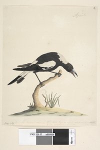 Seite 7. Barita. Folgender Titel in anderer Handschrift 1/2 der natürlichen Größe. Eine weitere Notiz in einer dritten Handschrift lautet: Dieser Vogel hat eine sehr ungewöhnliche und nicht unangenehme Note. Schwarzer, Rückenmagpie Gymnorhina tibicen, 1791 von Unknown artist