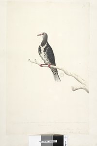 Seite 81. Wunga, Wungee Taube. Gezeichnet im Maßstab 1/2 der natürlichen Größe. Zwei dieser Tauben wurden jetzt zum ersten Mal im Dezember 1791 gesehen.... ähnlich wie... Wonga-Taube Leucosarcia melanoleuca, 1791-92 von Unknown artist