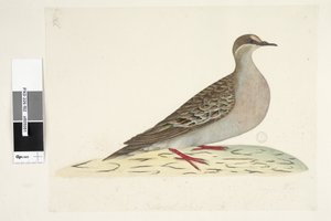 Seite 82. Bronze Wing. unten mittig in anderer Hand Natürliche Größe Gemeine Bronzeflügeltaube Phaps chalcoptera, 1791-92 von Unknown artist