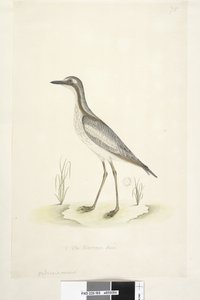 Seite 85. Oedicnemus. unten in der Mitte in anderer Hand 1/2 der natürlichen Größe Südlicher Steinkauz Burhinus magnirostris, 1791-92 von Unknown artist