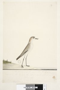 Seite 88. Charadrius. unter der Rahmenlinie in anderer Handschrift Dieser Vogel läuft auf dem Boden wie die Sandlerche und ist sehr häufig auf den Sanden in verschiedenen Teilen des Hafens. darunter in dritter Handschrift Natürliche Größe Rotkappenkiebitz 
