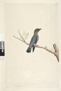 Seite 8. Coraciae. Oktober. Auf halbe Größe reduziert. Dollarvogel Eurystomus orientalis von Unknown artist