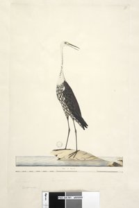 Seite 91. Ciconia. über dem Titel in anderer Hand Dezember, Iris zweifelhaft Weißhalsreiher Ardea pacifica Notophoyx pacifica, 1791-92 von Unknown artist