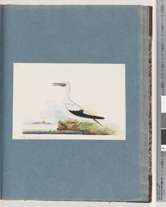 Seite 91. Unidentifizierter Vogel. Pel. borssanus von Unknown artist