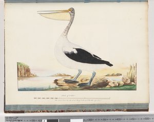 Seite 92. Australischer Pelikan von Unknown artist