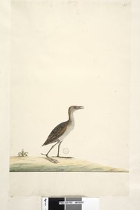 Seite 93. Rallus. über dem Titel in anderer Hand August. Natürliche Größe Sumpfralle Porzana pusilla, 1791-92