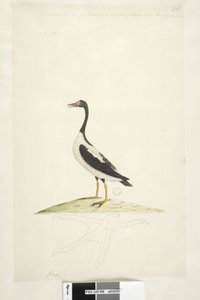 Seite 98. Anas. entlang des oberen Randes in anderer Handschrift Dieser Vogel ist etwa so groß wie eine Gans. Unten ist eine Umrisszeichnung des Fußes in natürlicher Größe Pied Goose Anseranas semipalmata, 1791-92 von Unknown artist
