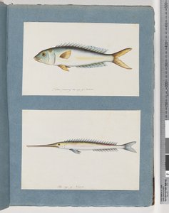 Seite 9. Unidentifizierter Fisch. 10. Unidentifizierter Fisch von Unknown artist