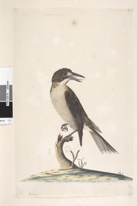 Seite 9. Vanga. oben links in anderer Hand Juli, natürliche Größe Grauer Metzger, Vogel Cractius torquatus weiblich, 1791-92 von Unknown artist