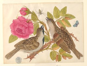 Paar braune Vögel auf Rosenstiel mit Schmetterling und Spinne von Unknown artist