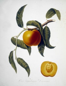 Pesca Vagaloggia Duracina (Fischen und Fischerei). Herbarium des 19. Jahrhunderts.