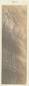 Tafel 41. Figur 4