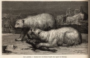 Eisbären auf dem Packeis, die eine Robbe schlagen, die sie gerade gefangen haben. Illustration der Reise zum freien Meer des Arktischen Pols, von Dr. Hayes, Chirurg der US-Marine, 1860-1862, veröffentlicht in "Le tour du monde, nouveau journal des voyages" von Unknown artist