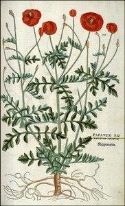 Mohn in „De Historia Stirpium commentarii badges,...“ von Leonhart Fuchs