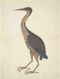Purpurreiher (Ardea purpurea)