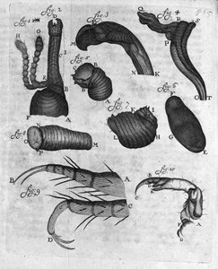 Darstellung von Rüsselkäfern (Curculiones lupi). Studie des niederländischen Händlers und Naturforschers Antoine van Leeuwenhoek (1632-1723). Gravur aus „Invetigatio Arcanorum“ 1722 von Unknown artist