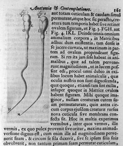 Darstellung von Hundespermatozoen. Beschreibung von dem niederländischen Händler und Wissenschaftler Antoine van Leeuwenhoek (1632-1723). Gravur aus „Investigatio Arcanorum“ 1722