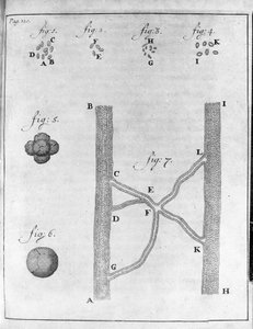 Darstellung von Erythrozyten (rote Blutkörperchen) von Lachs und Steinbutt. Studie des niederländischen Händlers und Naturforschers Antoine van Leeuwenhoek (oder Leeuvenhoek oder Leeuwenhoeck) (oder Antoni oder Anthonie) (1632-1723). Gravur aus „Epistolae  von Unknown artist