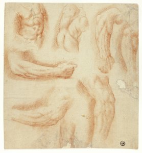 Skizzen von Armen, männlichem Torso und Rücken von Unknown artist