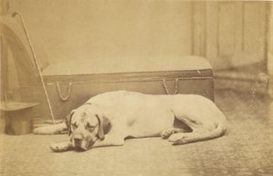 Schlafender Hund von Unknown artist