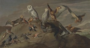 Studie von Vögeln von Unknown artist