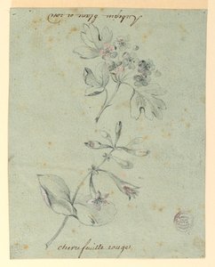 Studie eines Weißdorns und Geißblatts von Unknown artist