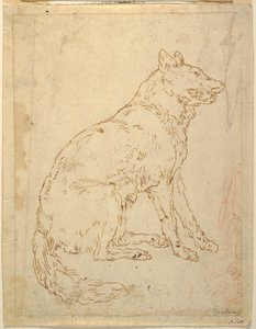 Studie eines Schäferhundes