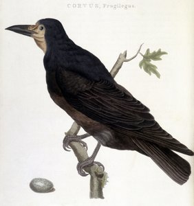 Der Saatkrähe - Naturgeschichtliche Tafel von Unknown artist