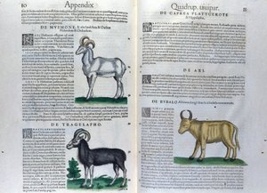 Die Doppelseite der Vierbeiner in Historia Animalium von Conrad Gesner (1516 - 1565), Tiguri