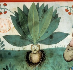 Die Alraune. Heilpflanze, der oft außergewöhnliche magische Kräfte zugeschrieben wurden. (Detail)