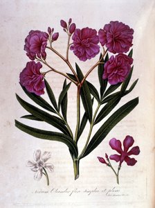 Der rosa Lorbeer (Oleander) - Herbarium aus dem 18. Jahrhundert