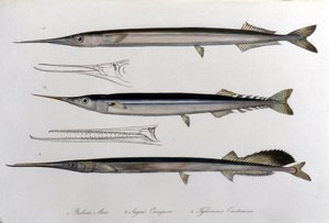 Die Meeresnadel. Naturgeschichtstafel. 19. Jahrhundert. von Unknown artist