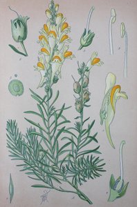 Echtes Leinkraut (Linaria), Pflanzenart der Gattung, Gewöhnliches Leinkraut von Unknown artist