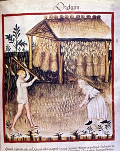 Zwei Bauern ernten die Gerste. Im Hintergrund werden die Weizenbündel unter einem Unterstand gelagert. Illumination aus dem „Tacuinum sanitatis“ von Unknown artist