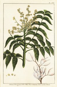 Lackbaum, Ailanthus altissima, oder Wachsbaum, Rhus succedanea