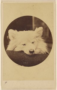 Weißer Hund mit Kinn auf einem Kissen