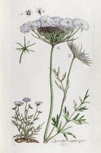 Wilde Möhre