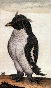 Zoologische Tafel, die einen Diomedea-Vogel aus der Albatros-Familie darstellt. Gravur aus dem 18. Jahrhundert von Unknown artist