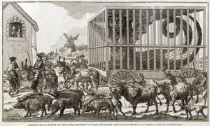 Zoomorphismus - Karikatur gegen Marie-Antoinette - Abgereist vom Harpyien- oder Amphibienmonster von Cadiz, um zum König und zur königlichen Familie von Spanien gebracht zu werden: Dieses Tier wurde an den Ufern des Sees Fagua gefangen - 1784 -
