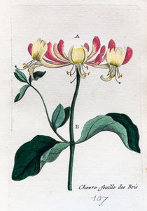 Wilde Geißblatt von Unknown artist