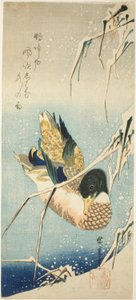 Eine Wildente schwimmt an einem schneebedeckten Ufer unter schneebeladenen Schilfrohren von Utagawa Hiroshige