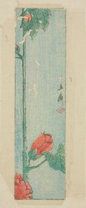 Umschlag mit Hibiskus