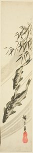 Fische in einem Bach