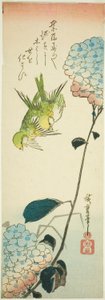 Grüne Vögel und Hortensien von Utagawa Hiroshige
