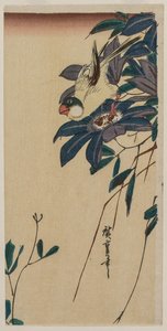 Kernbeißer und Clematis von Utagawa Hiroshige