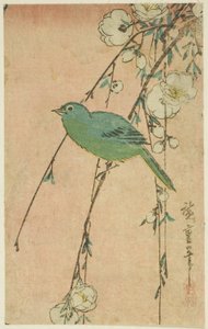 Japanische Weißaugen und weinende Kirsche von Utagawa Hiroshige