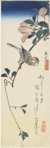 Java-Spatz und Magnolie, 1834-1839