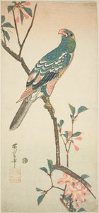 Papagei auf einem blühenden Ast von Utagawa Hiroshige